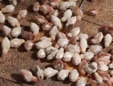 Продаю цыплят разных пород, им 12 дней 
