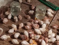 Продаю цыплят разных пород, им 12 дней 