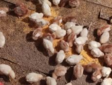 Продаю цыплят разных пород, им 12 дней 