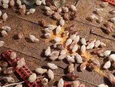 Продаю цыплят разных пород, им 12 дней 