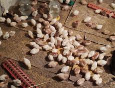 Продаю цыплят разных пород, им 12 дней 