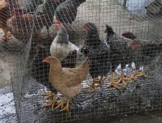 Продаю молодые домашние куры 