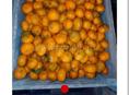 Продаются мандарины на сок