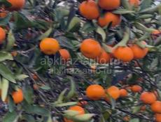 С сада мандарин покупаю всё подряд по 10 руб, пишите или звоните Вацап,+79409512405