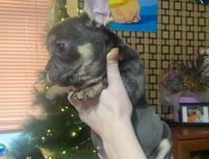 Французский бульдог 