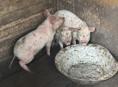 Продам поросят