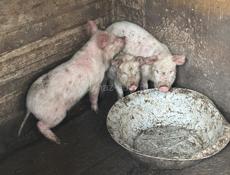 Продам поросят