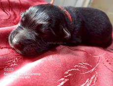 Очеровательные Немецкие Авчарки 