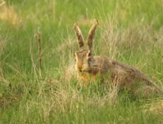 Продаю ослов и Зайцев желательно писать ватсап