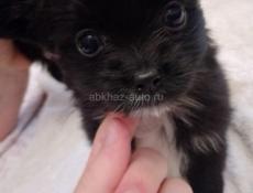 Продаём щенка чихуахуа