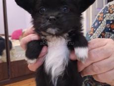 Продаём щенка чихуахуа 
