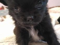 Продаём щенка чихуахуа 