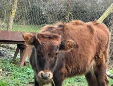 Продаётся тёлка