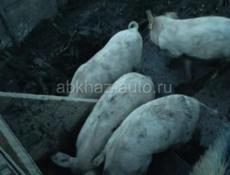 Продаются поросята 8 10 кг цена 3500 звонить по вацапу 