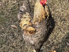 Продаются петушки!