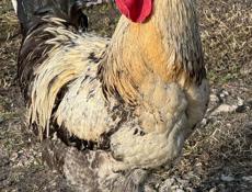 Продаются петушки!