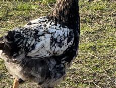 Продаются петушки!