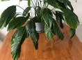 Продам спатифиллум