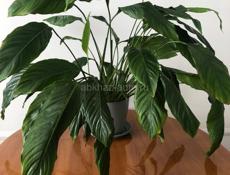 Продам спатифиллум