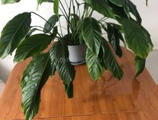 Продам спатифиллум