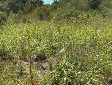 Участок (Багрыпста)