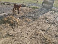 Продаю Тёлочку 