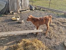 Продаю Тёлочку