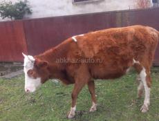 Тельная телка