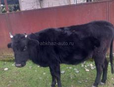 Телка тельная 