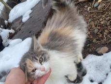 Котенок полукровка