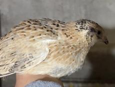 Продажа перепелки