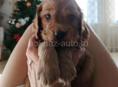 Щенки Спаниель 💞💞💞💞💞💞💞💞💞💞💞💞