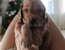 Щенки Спаниель 💞💞💞💞💞💞💞💞💞💞💞💞