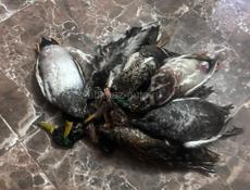 Патроны 12 к