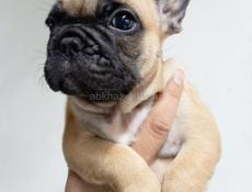 Французский бульдог