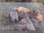 Продаю молодые домашние куры 