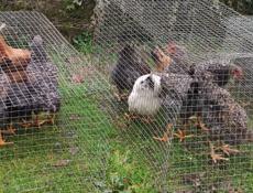 Продаю молодые домашние куры 