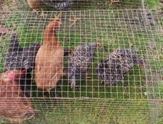 Продаю молодые домашние куры 