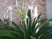 Цветок Панкрациум