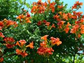 Саженцы цветущий лианы "Кампсица"