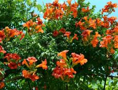 Саженцы цветущий лианы "Кампсица"