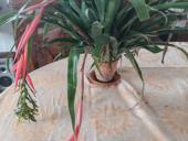 Бильбергия