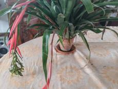 Бильбергия