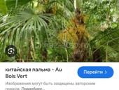 Продаю пальмы в любом количестве.