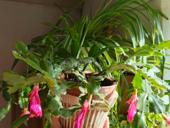 Декабрист розовый