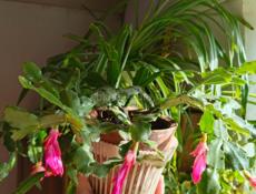 Декабрист розовый