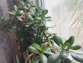 Растение "Денежное дерево"