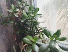 Растение "Денежное дерево"