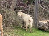 У кого пропал козел с теленком?