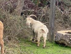 У кого пропал козел с теленком?